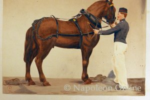 Kaisergarde - Train des Equipages (Zugpferd und Soldat in Stalluniform)